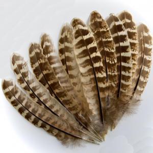 Pheasant Hen Ringneck Wing Quills