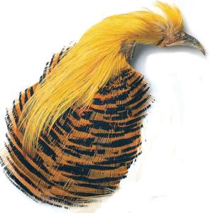 Golden Pheasant Complete Head No. 1