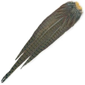 Cock Pheasant Complete Tail - Natural