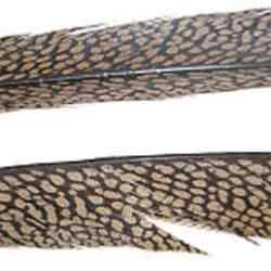 Golden Pheasant Centre Tails