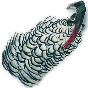 Amherst Pheasant Complete Head No2