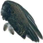 Grouse Fly Tying Feathers