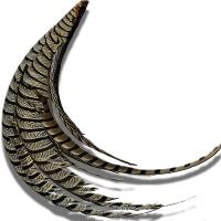 Amherst Pheasant Complete Tail