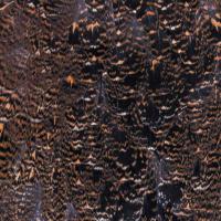 Grouse Body Plumage