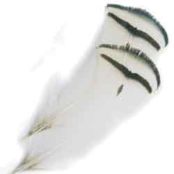 Amherst Pheasant Tippet Feathers
