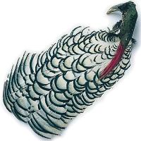 Amherst Pheasant Complete Head No1