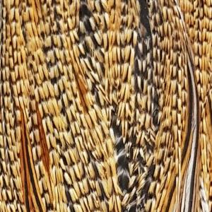 Metz Cock Saddles - Grade 2