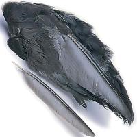 Coot Wings