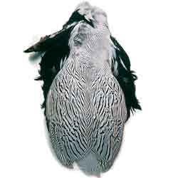 Silver Pheasant 2nd Quality Body Skin Without Tail
