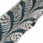 Pheasant - Amherst Fly Tying Feathers