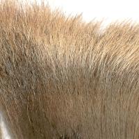 Elk Hair