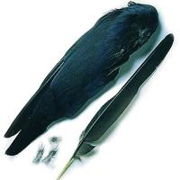 Jackdaw Wings