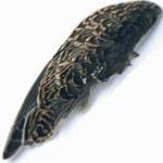 Snipe Fly Tying Feathers