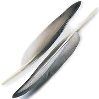 Mallard Duck Wing Quills Grey