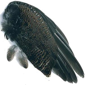 Grouse Whole Wings (Per Pair)