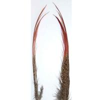 Golden Pheasant Red Spears
