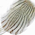 Pheasant - Silver Fly Tying Feathers
