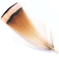 Golden Pheasant Tippet Feathers Natural & Dyed