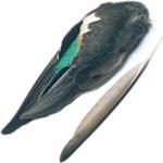 Duck - Teal Fly Tying Feathers
