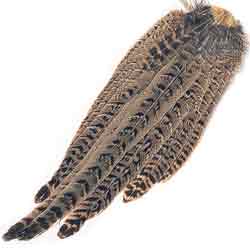Hen Pheasant Complete Tail