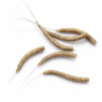 Hemingway Tube Mayfly Bodies - Small