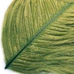 Ostrich Herl Fly Tying Feathers