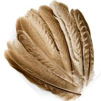 Cock Pheasant Wing Quills