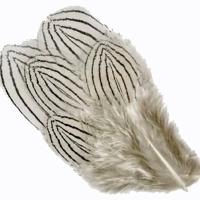 Silver Pheasant Body Feathers
