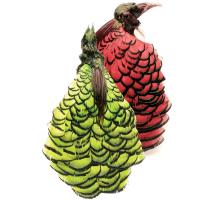 Amherst Pheasant No.2 Head Dyed