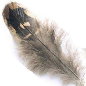 Hen Pheasant Shoulder Feathers