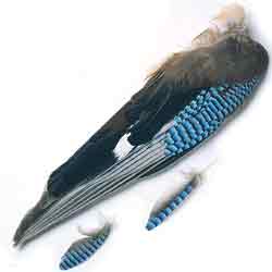 Blue Jay Whole Wings