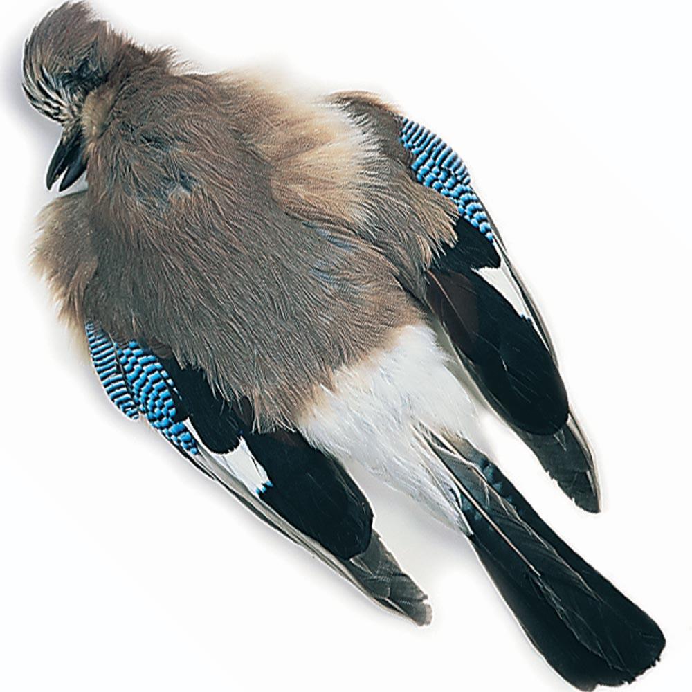 Veniard Blue Jay Whole Wings for Fly Tying 
