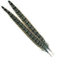 Pheasant Hen Ringneck Centre Tails