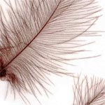  C.D.C - Cul de Canard Fly Tying Feathers