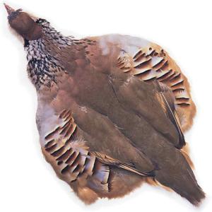 French Partridge Complete Skin