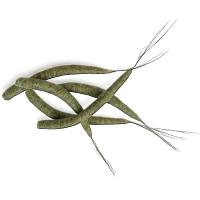 Hemingway Tube Mayfly Bodies - Large