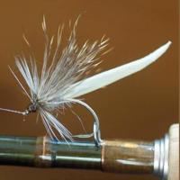 Latex Mayfly / Daddy Bodies