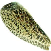 Pheasant Hen Ringneck Whole Wings