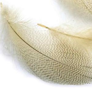 Mallard Duck Drake Grey Flank (Selected) - Small