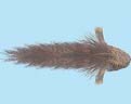 Turrall Saltwater Sculpin Natural - Sw54