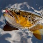 Snowbee Barbless Fly Selections