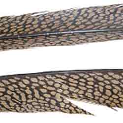 Golden Pheasant Centre Tails