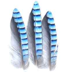Blue Jay Wing Hackles