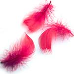 Miscellaneous Fly Tying Feathers